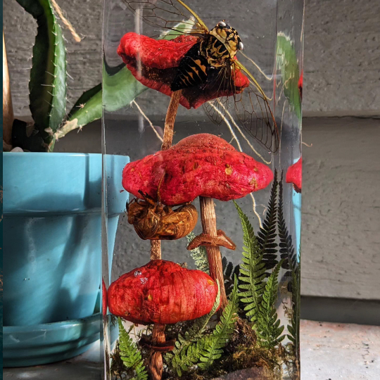 The Mushroom Preserve